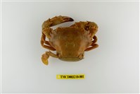 藏品(鈍齒短槳蟹)的圖片